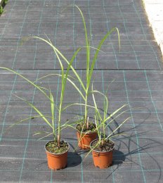 Miscanthus sinensis 'Malepartus'